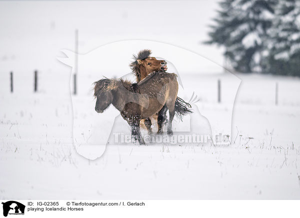 spielende Islnder / playing Icelandic Horses / IG-02365