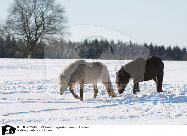 laufende Islnder / walking Icelandic Horses / IG-02538