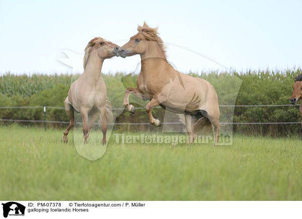 galoppierende Islnder / galloping Icelandic Horses / PM-07378