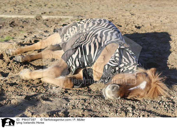 liegender Islnder / lying Icelandic Horse / PM-07397