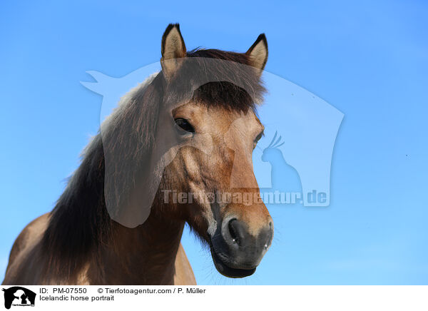 Islnder Portrait / Icelandic horse portrait / PM-07550