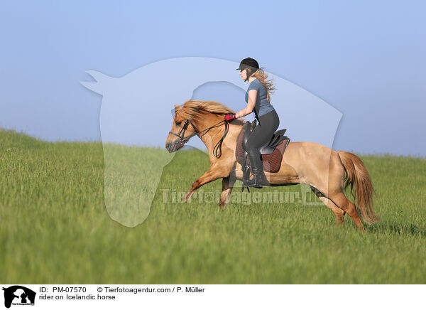 rider on Icelandic horse / PM-07570