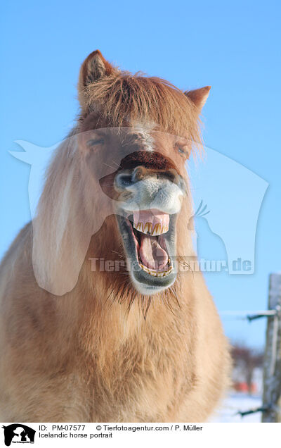 Islnder Portrait / Icelandic horse portrait / PM-07577