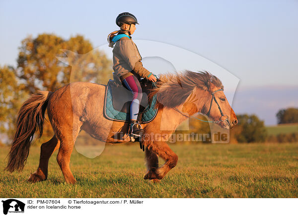 Reiterin auf Islnder / rider on Icelandic horse / PM-07604