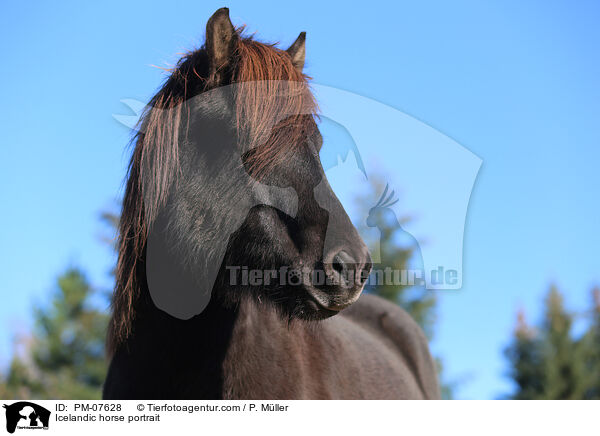 Islnder Portrait / Icelandic horse portrait / PM-07628