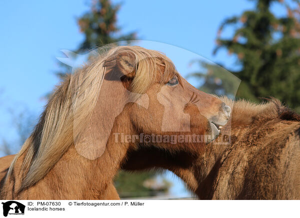 Islnder / Icelandic horses / PM-07630