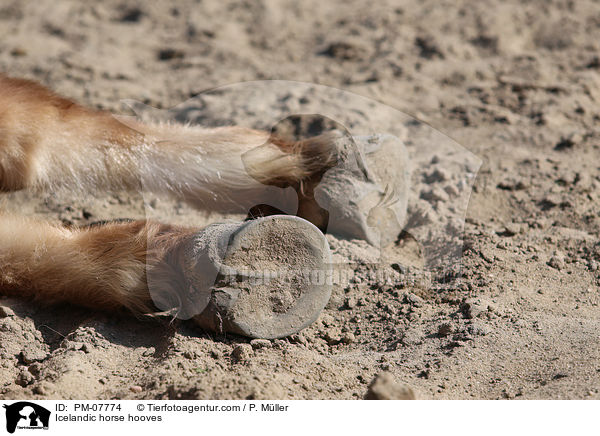 Icelandic horse hooves / PM-07774