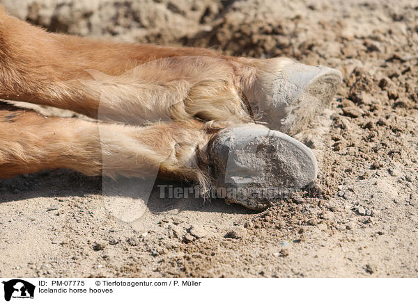 Icelandic horse hooves / PM-07775