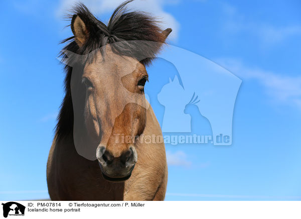 Islnder Portrait / Icelandic horse portrait / PM-07814