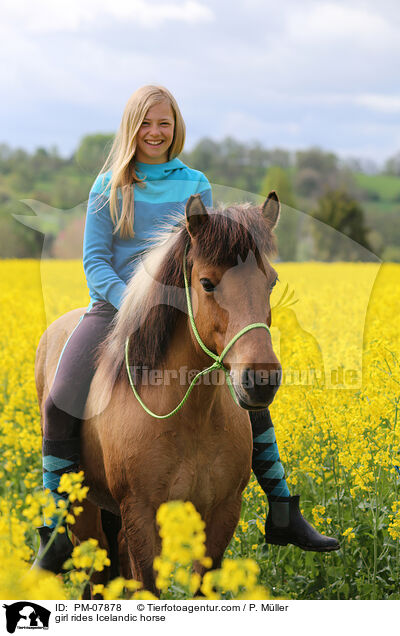 Mdchen reitet Islnder / girl rides Icelandic horse / PM-07878