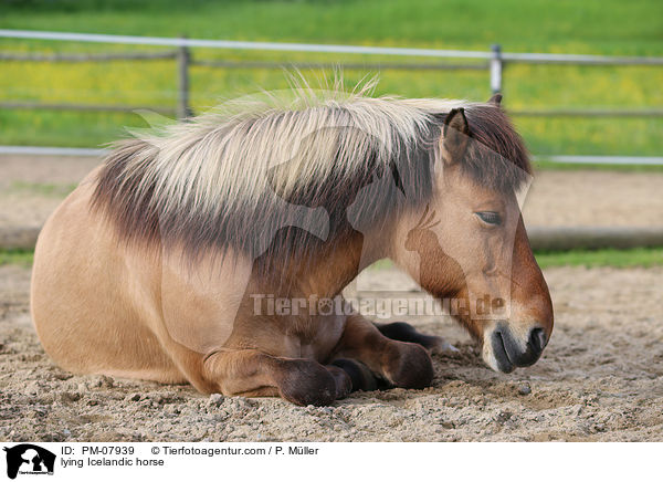 liegender Islnder / lying Icelandic horse / PM-07939