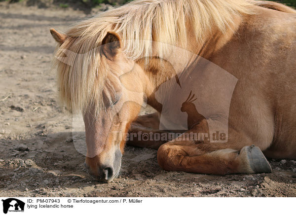 liegender Islnder / lying Icelandic horse / PM-07943