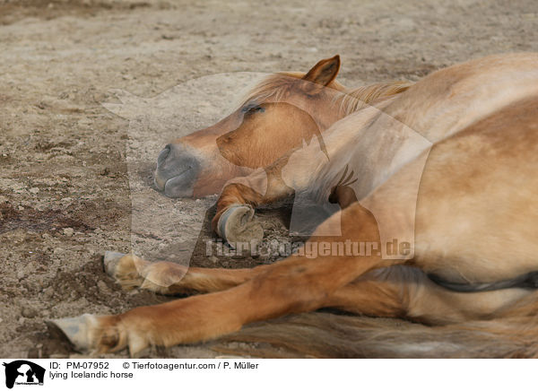 liegender Islnder / lying Icelandic horse / PM-07952