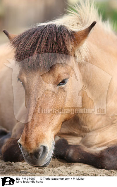 liegender Islnder / lying Icelandic horse / PM-07987