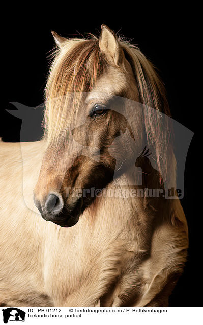 Islnder Portrait / Icelandic horse portrait / PB-01212