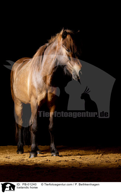 Islnder / Icelandic horse / PB-01240