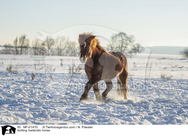 trabender Islnder / trotting Icelandic horse / NP-01470