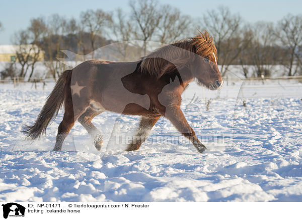 trabender Islnder / trotting Icelandic horse / NP-01471