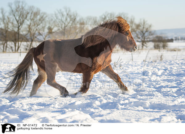 galoppierender Islnder / galloping Icelandic horse / NP-01472