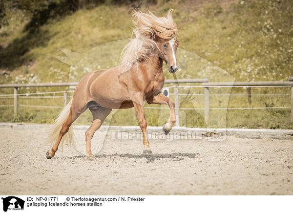 galoppierender Islnder Hengst / galloping Icelandic horses stallion / NP-01771