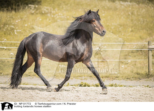 trabender Islnder Hengst / trotting Icelandic horses stallion / NP-01772