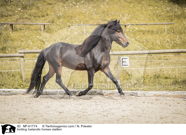 trabender Islnder Hengst / trotting Icelandic horses stallion / NP-01774