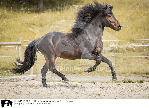 galoppierender Islnder Hengst / galloping Icelandic horses stallion / NP-01787
