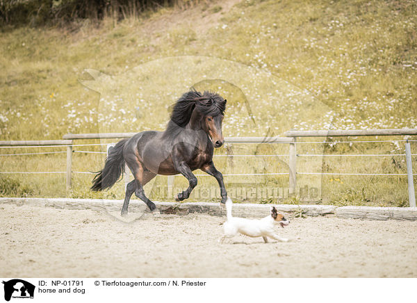 Pferd und Hund / horse and dog / NP-01791