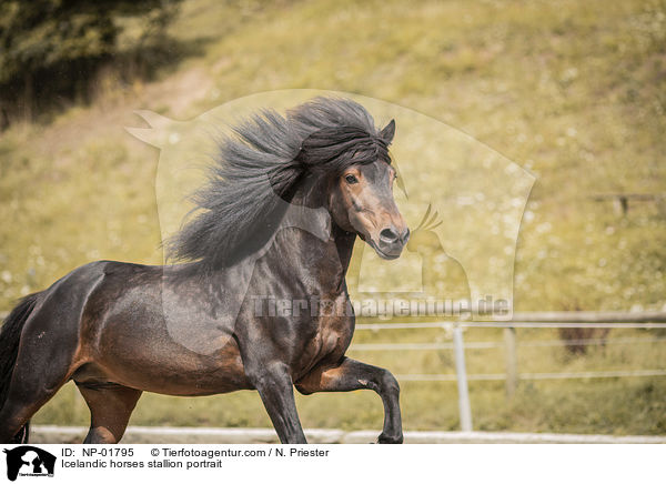 Islnder Hengst Portrait / Icelandic horses stallion portrait / NP-01795