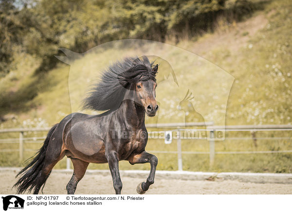 galoppierender Islnder Hengst / galloping Icelandic horses stallion / NP-01797