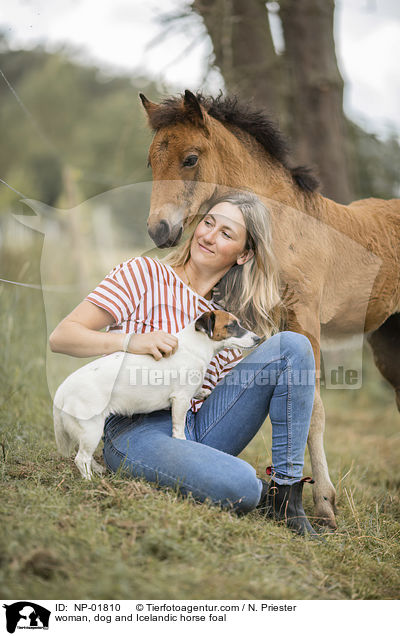 Frau, Hund und Islnder Fohlen / woman, dog and Icelandic horse foal / NP-01810