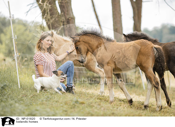 Icelandic horses / NP-01820