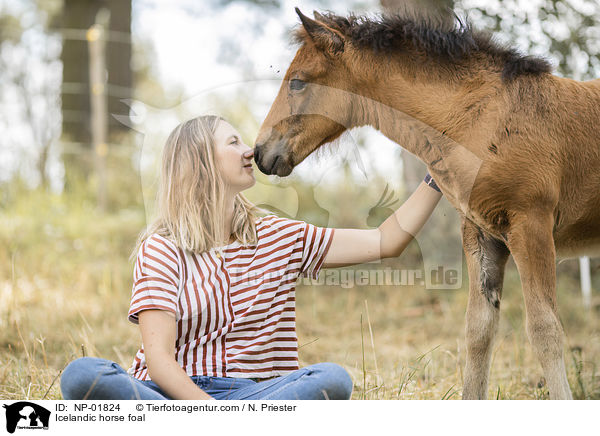 Islnder Fohlen / Icelandic horse foal / NP-01824