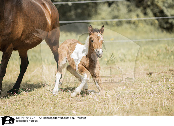 Islnder / Icelandic horses / NP-01827