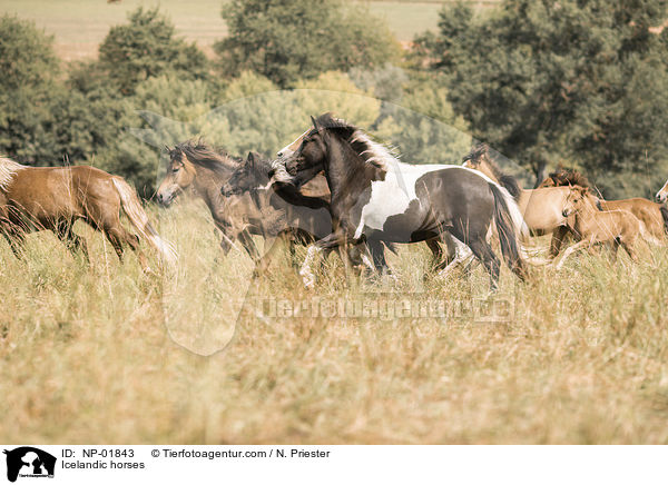 Islnder / Icelandic horses / NP-01843