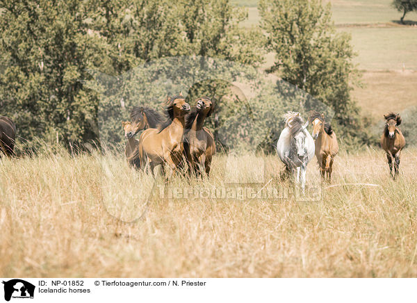 Islnder / Icelandic horses / NP-01852