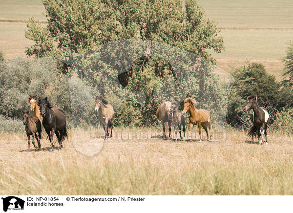 Islnder / Icelandic horses / NP-01854