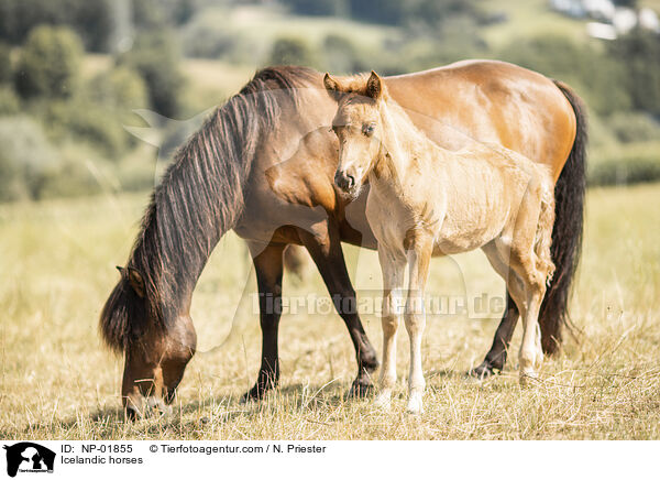 Islnder / Icelandic horses / NP-01855