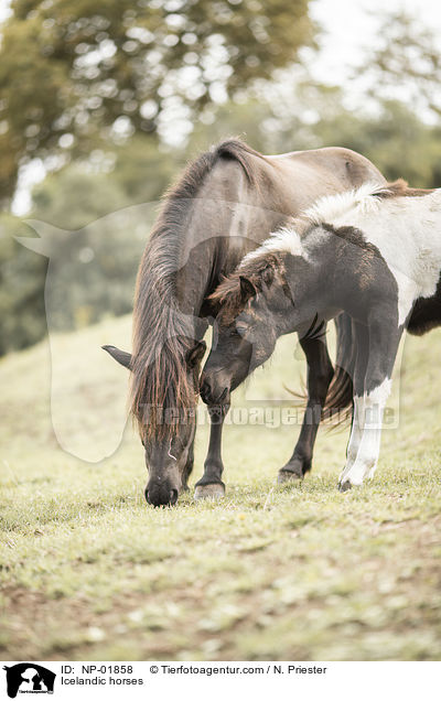 Islnder / Icelandic horses / NP-01858