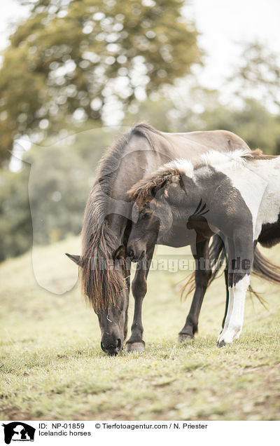 Islnder / Icelandic horses / NP-01859