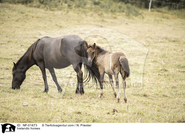 Islnder / Icelandic horses / NP-01873