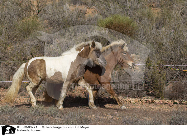 Islnder / Icelandic horses / JM-03771