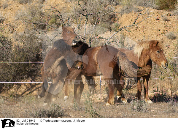 Islnder / Icelandic horses / JM-03943