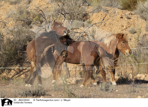 Islnder / Icelandic horses / JM-03944