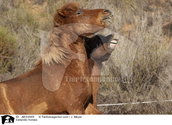 Islnder / Icelandic horses / JM-03945