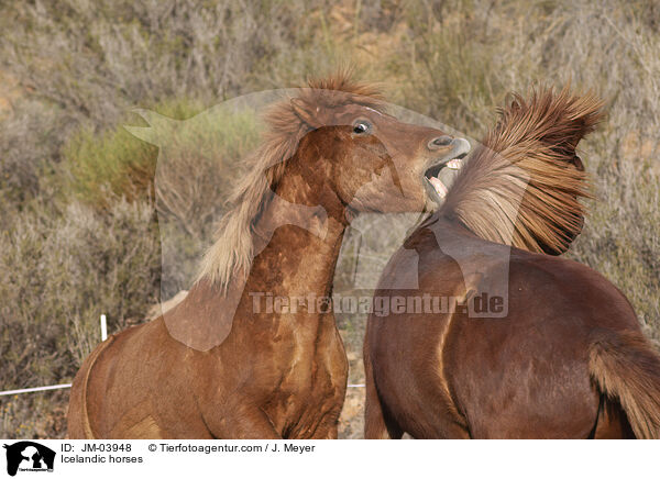 Islnder / Icelandic horses / JM-03948