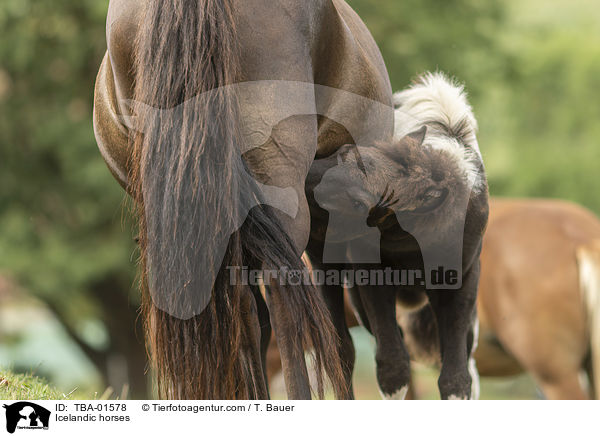 Islnder / Icelandic horses / TBA-01578