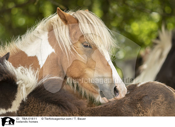 Islnder / Icelandic horses / TBA-01611
