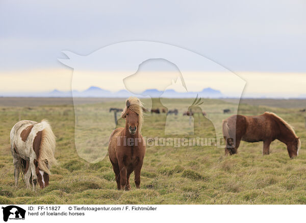 Herde Islnder / herd of Icelandic horses / FF-11827