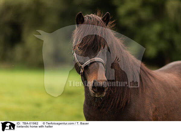 Islnder mit Halfter / Icelandic horse with halter / TBA-01982